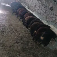 گوسفند برای قربانی برای نگهداری