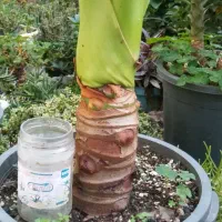 بابا آدم جاینت|گل و گیاه طبیعی|تنکابن, |دیوار