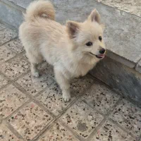 سگ پامر وشیتزو پا کوتاه نر|سگ|مشهد, جاهد شهر|دیوار