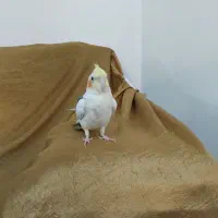 عروس هلندی اهلی اهلی|پرنده|چهارباغ, |دیوار