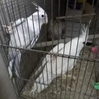 عروس هلندی|پرنده|کرج, اخترآباد|دیوار