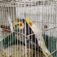 عروس هلندی