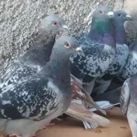 ده کبوتر پلاکی|پرنده|خورموج, |دیوار