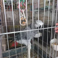 کاسکو سخنگو