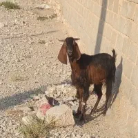 بز اوس سالم سرحال|حیوانات مزرعه|داراب, |دیوار