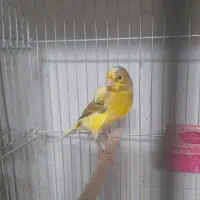 فروش تعدادی قناری ماده|پرنده|فولادشهر, مسکن مهر فولادشهر|دیوار