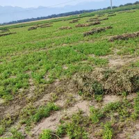 فروش بیده دست پیچ درجه یک قیمت کیلویی 27