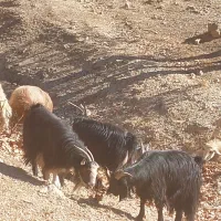 ۱۵ راس بز داشتی|حیوانات مزرعه|ارژن, |دیوار