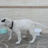 سگ.|سگ|گنبد کاووس, |دیوار