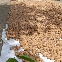 گردو کاملا خشک وپرچرب تویسرکان|خوردنی و آشامیدنی|تهران, امام حسین|دیوار