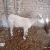 گوسفند|حیوانات مزرعه|میبد, |دیوار