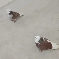 کفتر|پرنده|اردبیل, |دیوار