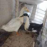 اوردک