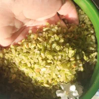 جوکول تازه سبز|خوردنی و آشامیدنی|رشت, کوی بیانی|دیوار