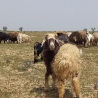 بره افشاری سبز