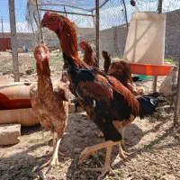 لاری افغان دانگ بالا