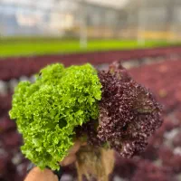 اجاره گلخانه هیدروپنیک|اجارهٔ دفتر صنعتی، کشاورزی، تجاری|شهریار, کردزار|دیوار