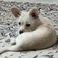 واگذاری اشپیتز نر|سگ|ری, اقدسیه|دیوار