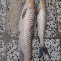 ارسال رایگان