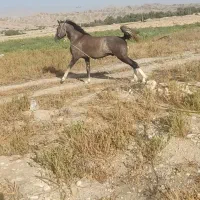 اسب نریون
