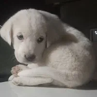 توله ماده|سگ|گنبد کاووس, |دیوار