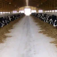 خوراک گوساله