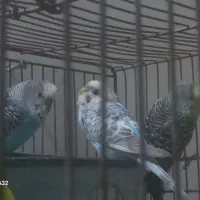 سه عدد مرغ عشق