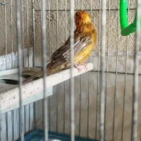 قناری سرخ|پرنده|شیراز, کوزه گری|دیوار