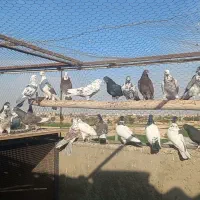 بوم کبوتر تهرونی برای گرو|پرنده|اصفهان, طاحونه|دیوار