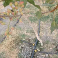 باغ در شهر یامچی به متراژ 1200متر امتیاز آبیاری|فروش خانه و ویلا|یامچی, |دیوار