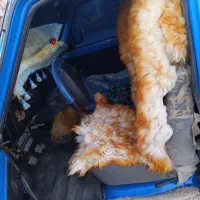 زامیاد|خودرو سواری و وانت|سیب و سوران, |دیوار