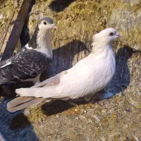 جفکا مقبول و هوایی