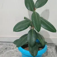 گل  و میز تلوزیون قیمت مناسب