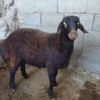 فروش بره چاق کشتاری نر وماده