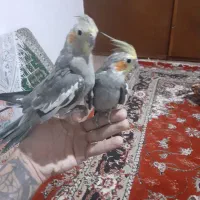 ب دلیلی تعقیره مکان عروس خود را فروش گذاشته