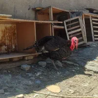 بوقلمون،مرغو خروس گلین