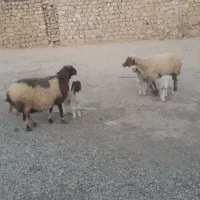 گوسفند وبره|حیوانات مزرعه|کارزان, |دیوار