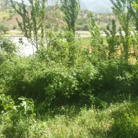 هرس درخت وقطع درخت