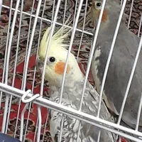 دوتا عروس هلندی قیمت مناسب