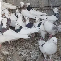 کبوتر طوقی|پرنده|بافق, |دیوار