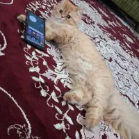 گربه پرشین ۱/۵سال اصیل ماده عقیم نیس با شناسنامه