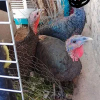 بوقلمون|حیوانات مزرعه|تهران, مسگرآباد|دیوار