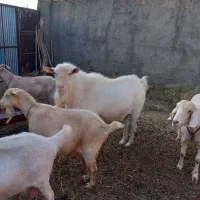 تکه ی سانن درشت واصیل