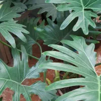 گل برگ انجیری|گل و گیاه طبیعی|کرچمبو, |دیوار