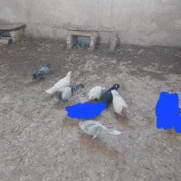 کفتر صید قلدر پرشی رنگه جوجه یهودی ساده جفتگاه
