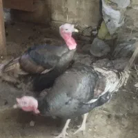 بوقلمون محلی صددر صد ارگانیک|حیوانات مزرعه|مهاباد (آذربایجان غربی), |دیوار