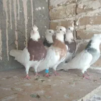 کفتر