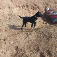 سگ افغان گله ای ضمانتی