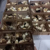 جوجه یک روزه محلی ورنگی|حیوانات مزرعه|قم, علی آباد سعدگان|دیوار