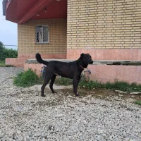 افغان 3ساله فروشی